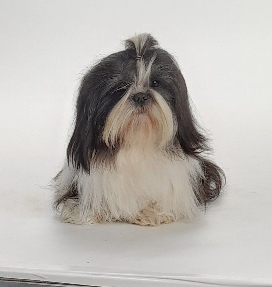 Sultan Of The Kind Monsters