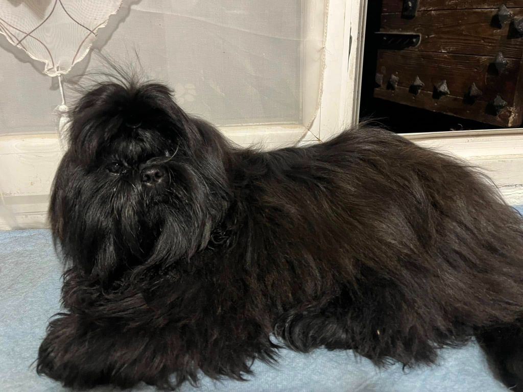 Sarada Of The Kind Monsters