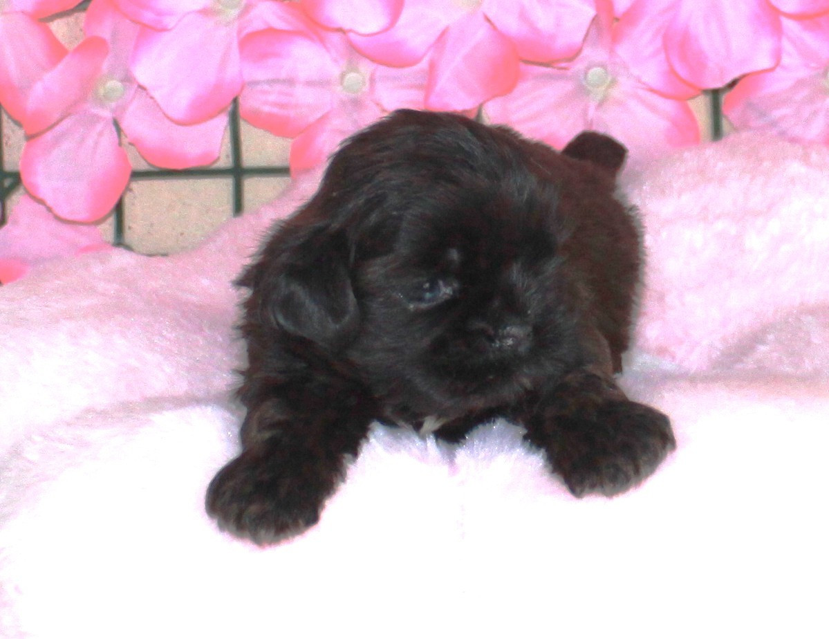 Du Domaine Tibetain - Chiots disponibles - Shih Tzu