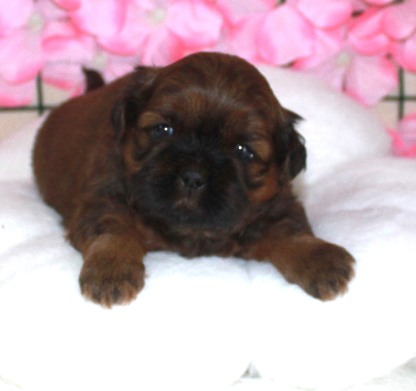 Du Domaine Tibetain - Chiots disponibles - Shih Tzu