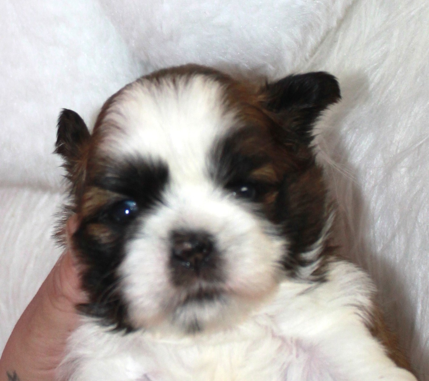 Du Domaine Tibetain - Chiots disponibles - Shih Tzu