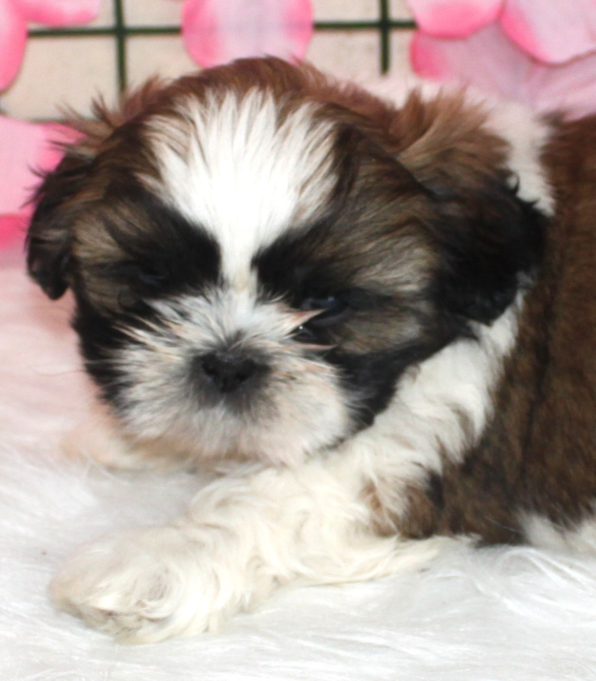 Du Domaine Tibetain - Shih Tzu - Portée née le 16/01/2026