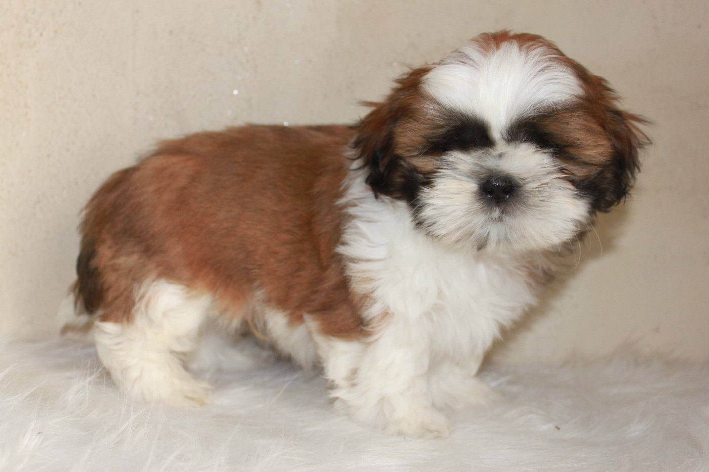 Du Domaine Tibetain - Chiots disponibles - Shih Tzu