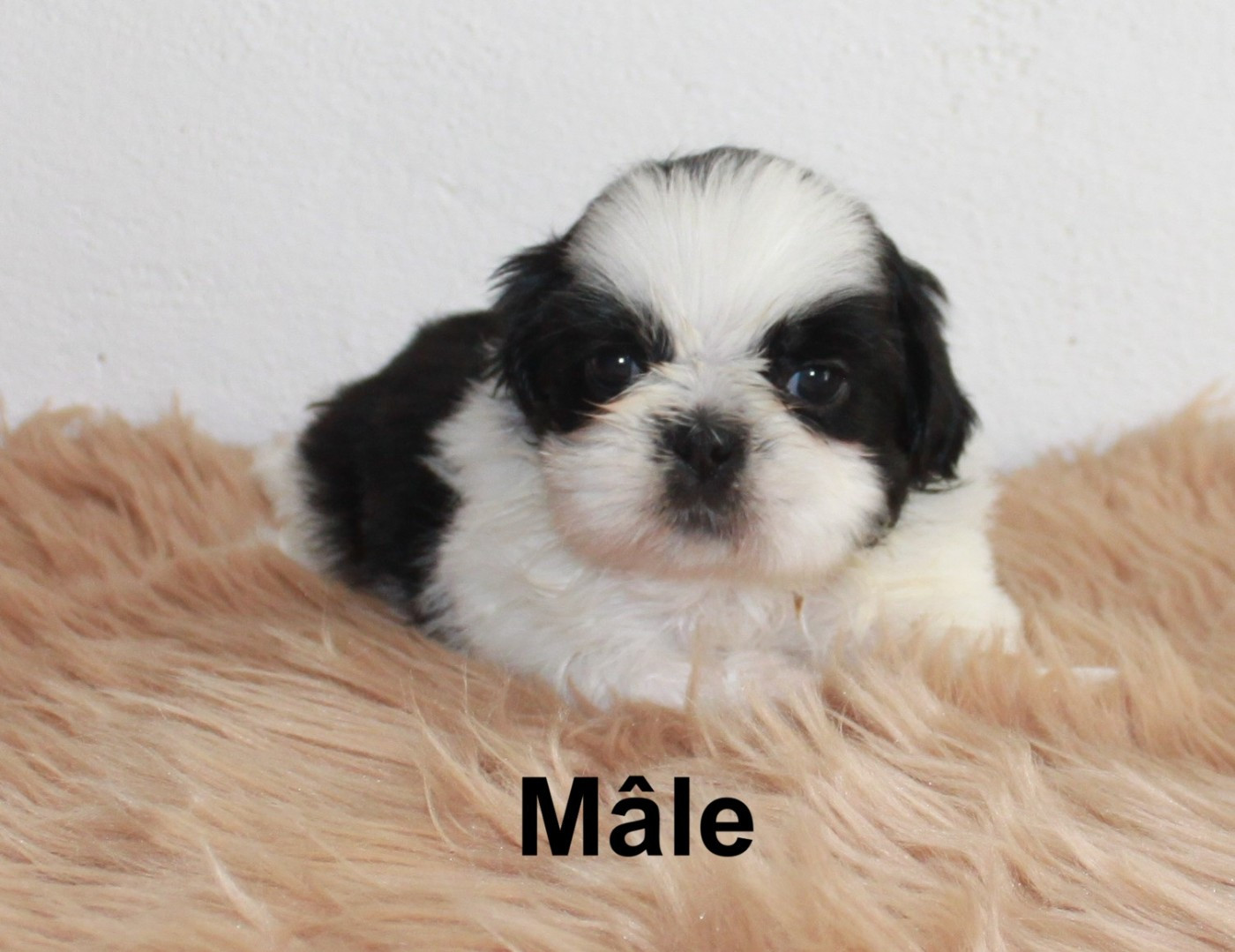 Du Domaine Tibetain - Chiots disponibles - Shih Tzu
