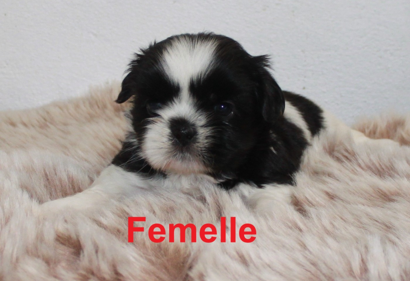 Du Domaine Tibetain - Chiots disponibles - Shih Tzu